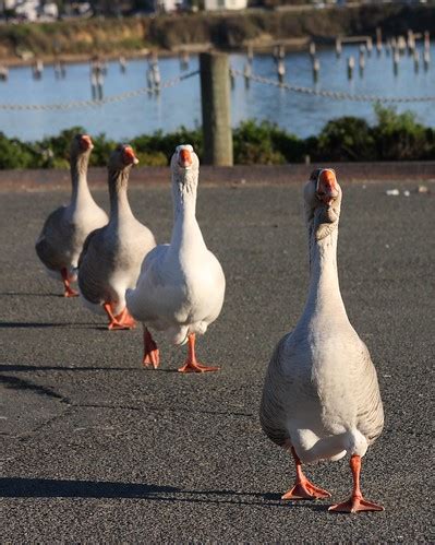 Goose Stepping | Paul Schaffner | Flickr