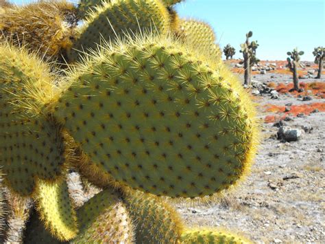 Prickly pear cactus - Galapagos Conservation Trust