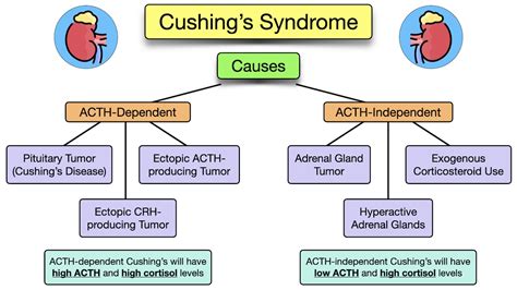 Cushing's Syndrome: Symptoms, Causes, Treatment, Diagnosis, Definitions, Adrenal Gland — EZmed