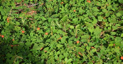 Exotic invasive plants in Florida - UF/IFAS Extension Wakulla County