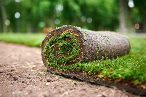 Grass in a Flash: The Battle Between Hydroseeding and Sod - My Backyard Life