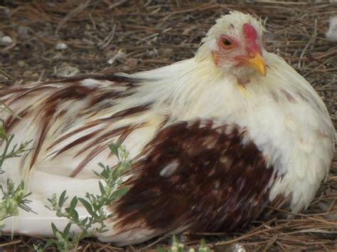 Yokohama thread? | BackYard Chickens - Learn How to Raise Chickens