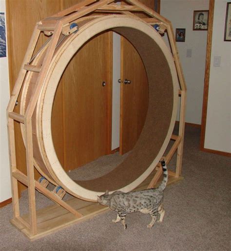 cat exercise wheel device - Google Search | Cat exercise wheel, Cat exercise, Cat exercise wheel diy