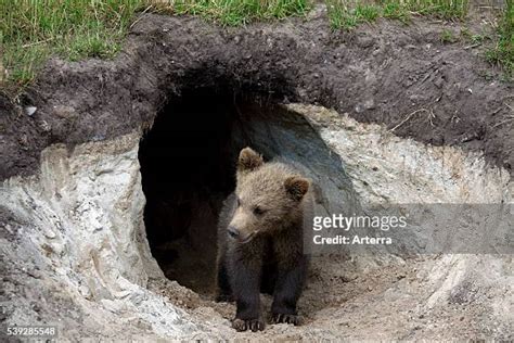 2,449 Bear Den Stock Photos, High-Res Pictures, and Images - Getty Images