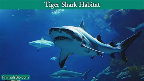 Tiger Shark Lifespan, Habitat, Diet, Interesting Facts