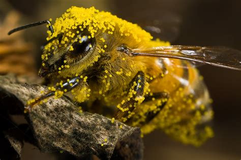 White Wolf : The Beauty Of Pollination and Interconnection (Video)