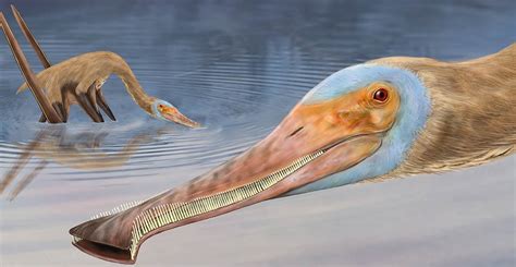 Bizarre filter-feeding pterosaur described from Germany | Natural ...