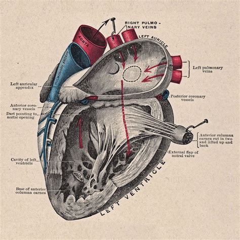 Heart structure anatomy diagram