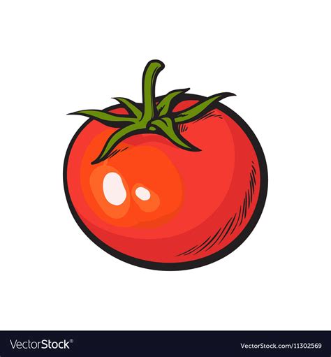 Sketch style drawing shiny ripe red tomato Vector Image