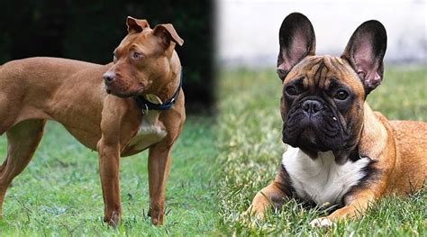 French Bulldog & Pitbull Mix: Info, Pictures, Characteristics & Facts ...