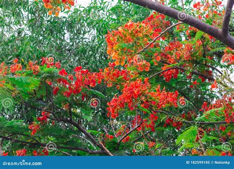 Delonix Regia Flower on Stem with Green Leaf Stock Image - Image of ...