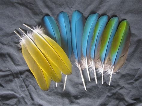 Parrot Wing Feathers | Naturally Molted | Macaw Nutz!