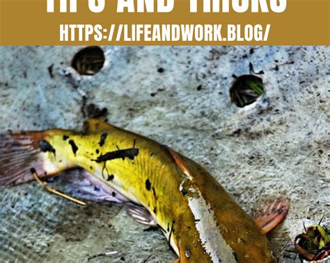 Catfish Fishing Tips And Tricks