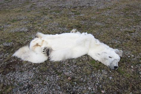 Starved Polar Bear In Norway May Be A Victim Of Climate Change (PHOTOS) | HuffPost