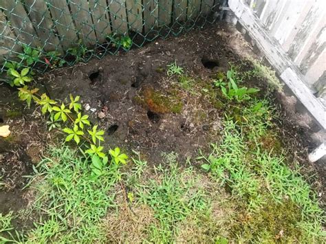 Do Rats Burrow In Gardens at Stephen Jenkins blog