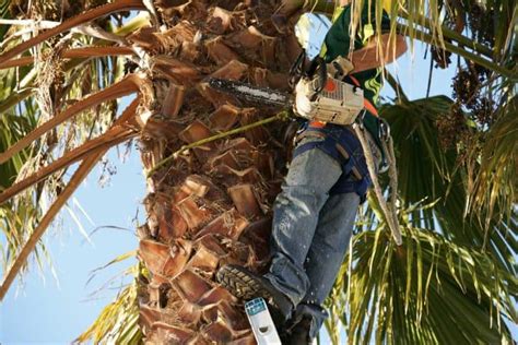 When To Trim Palm Trees?