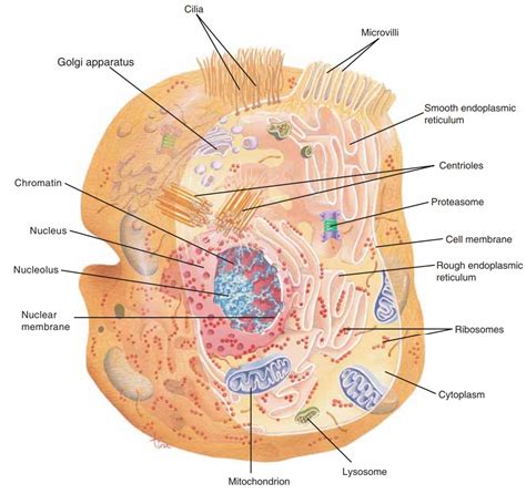 Cell Structure