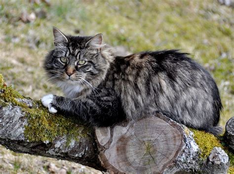 Norwegian Forest Cat | Traits, Size, Colors, & Personality | Britannica