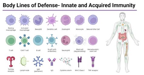 Body Lines of Defense- Innate and Acquired Immunity | Antigen presenting cell, Immune system ...