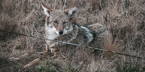 California Wildlife Agencies to Hold Workshops on Coyotes in Urban Areas