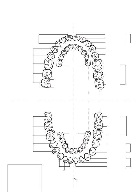 Dental Tooth Numbering System Printable