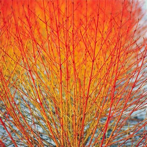 Cornus sanguinea Midwinter Fire (Winter Beauty) - Dogwood - Garden Plants