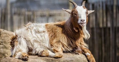 10 Goat Breeds: The Different Types of Goats