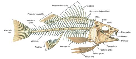 Fish Skeletal System: Structure, Parts and Functions