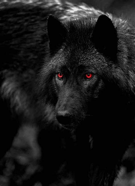 Wolf red eye – Artofit