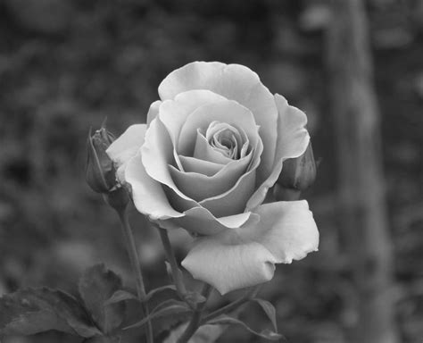 Black and grey rose, Black and white flowers, Rose reference