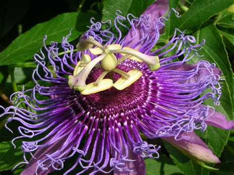 PASSION FRUIT purple flower vine maypop PASSIFLORA INCARNATA plant seed 10 SEEDS - Cacti ...