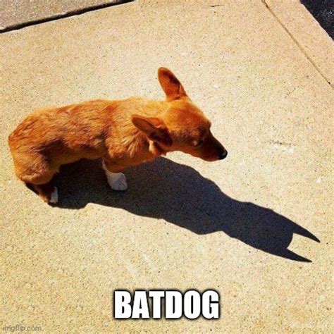 IT'S BATDOG - Imgflip