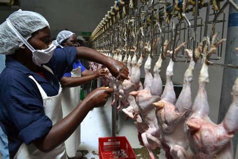 A guide on slaughtering animals and poultry for fresh, tender meat | Nation