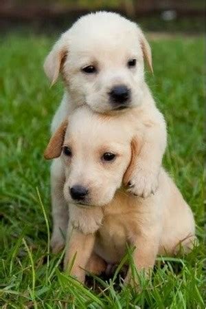 Cute Puppies Fan Club | Fansite with photos, videos, and more