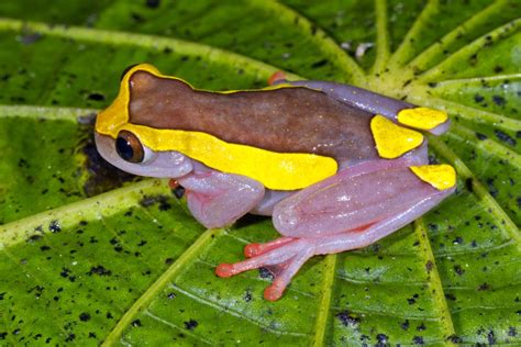 Purple Tree Frogs