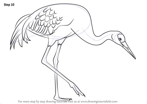 Learn How to Draw a Sandhill Crane (Birds) Step by Step : Drawing Tutorials