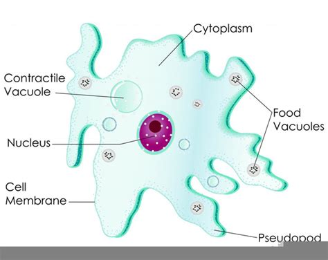 Amoeba Cell Labeled | Free Images at Clker.com - vector clip art online, royalty free & public ...