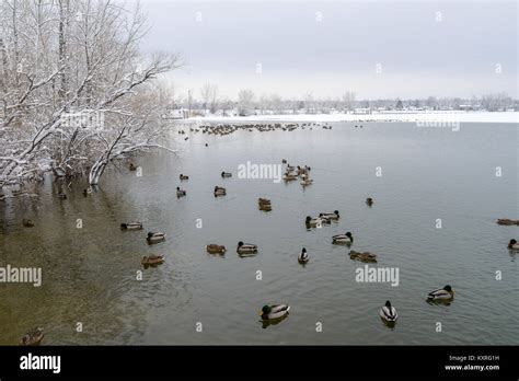 Winter Lake - Winter view of a city park at mile-high city Denver. Johnson Reservoir, Clement ...