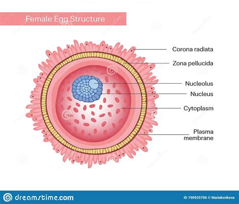 5.8.3 - මානව ස්ත්‍රී ප්‍රජනක පද්ධතියේ ව්‍යුහය හා කෘත්‍ය විමසා බලයි ...