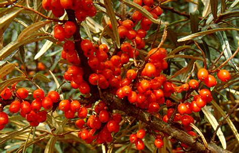 Medicinal Plant News: Sea Buckthorn seeds for sale