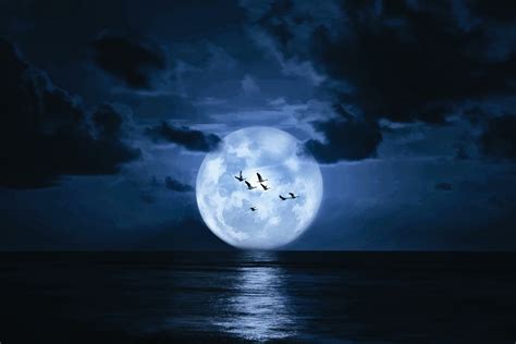 Fantasy Birds Under the Moon - 4K Ultra HD Wallpaper