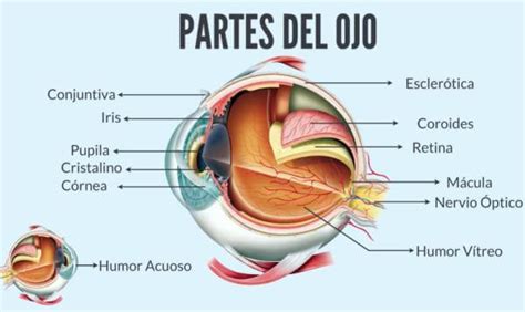 Cuáles son los cinco sentidos y su funcionamiento