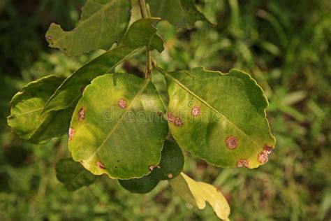 Citrus Canker from Bacteria Stock Photo - Image of closeup, plant ...