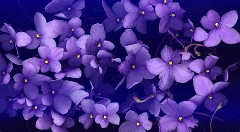 Violet, flowers, HD wallpaper | Peakpx