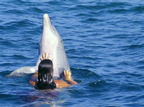 File:Girl playing with Bottlenose Dolphin Tursiops Truncatus.jpg ...