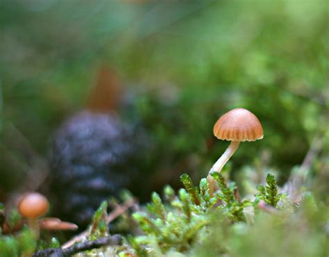 Mini Mushroom in December | Magreen2 | Flickr