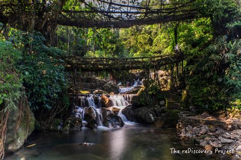 A Guide to the amazing Living Root Bridges - Gamintraveler