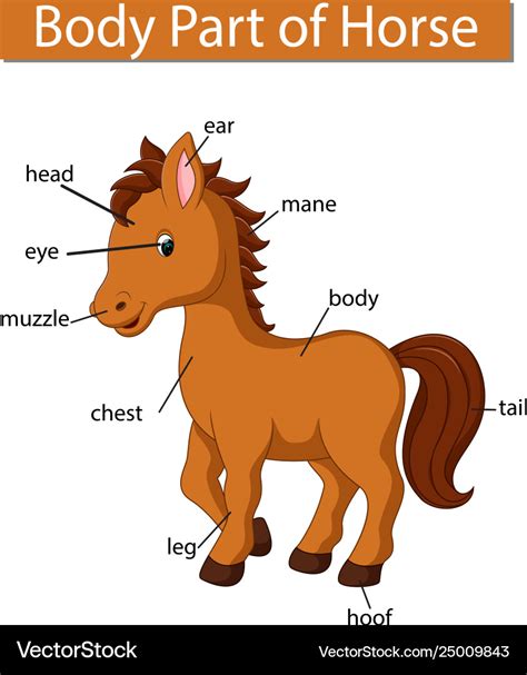 Parts Of The Horse Worksheet - Proworksheet.my.id