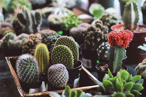 HD wallpaper: assorted potted succulent plants, assorted-color cactus ...