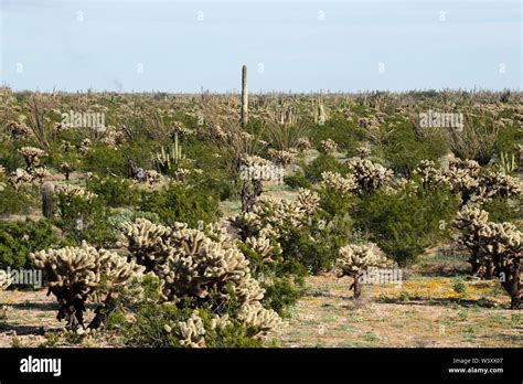 Sonora desert. Mexico Stock Photo - Alamy